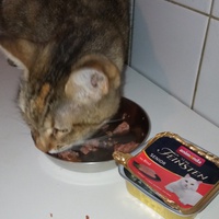 photo de livraison pour Ecole du Chat Libre de Caillerot