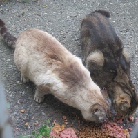 photo de livraison pour Chat Libre de l'Ile du Ramier
