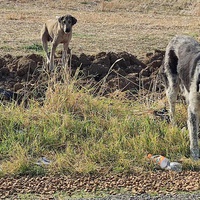 photo de livraison pour Civic Initiative Kane Korzo Skopje