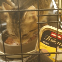 photo de livraison pour Pattes de Chats 50