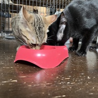 photo de livraison pour Association C.A.T.S. Chat Animal Terrien Solidarité
