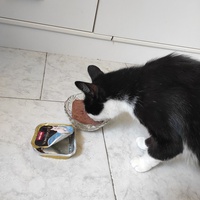 photo de livraison pour Chacun son chat