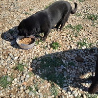 photo de livraison pour Happy Shelter Skopje
