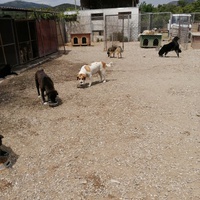 photo de livraison pour Animals voice Macedonia
