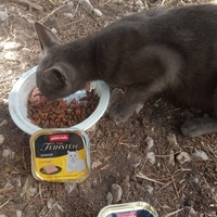 photo de livraison pour Les Chats-Pitresdelavi-Ste