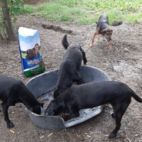 photo de livraison pour Azil za pse"Poslednja oaza"