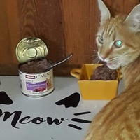 photo de livraison pour Les Chats de la Tour