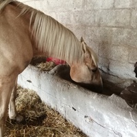 photo de livraison pour Au Bonheur Animal