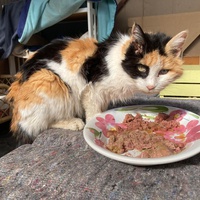 photo de livraison pour STREET CATS