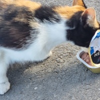 photo de livraison pour Lezard