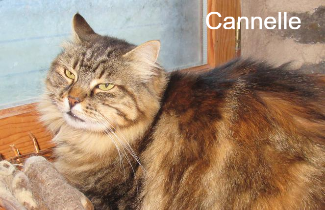 Cannelle Jardin Des Chats Animal Webaction