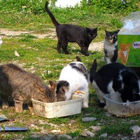 photo de livraison pour L'Ecole du Chat Libre de Berre l'Etang