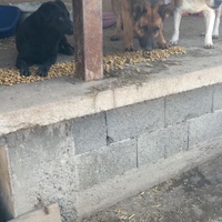 photo de livraison pour Društvo za zaštitu životinja "Bela"