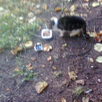 photo de livraison pour Hungry Cats14