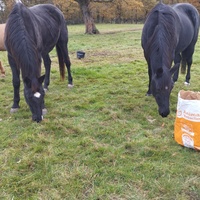 photo de livraison pour Hearthland Royal Horse