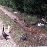 photo de livraison pour Leschatsmartinois