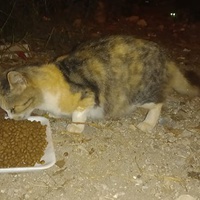 photo de livraison pour Kawthar Maree