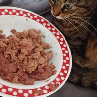 photo de livraison pour Protect Cat