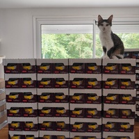 photo de livraison pour Collectif Sauvetage Chatons