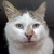 photo animal