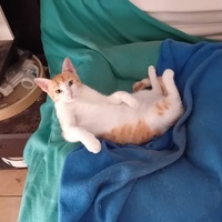 photo de livraison pour Les Félins Concitoyens de Saint Eliph