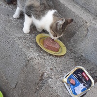 photo de livraison pour Chats cerbériens
