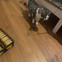 photo de livraison pour Les Chats Libres Condom 32
