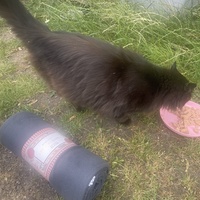 photo de livraison pour Les Chats De QUEAUX
