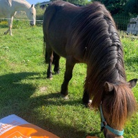 photo de livraison pour Espoir au Galop