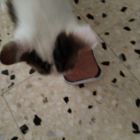 photo de livraison pour Chats Grains d'Amour