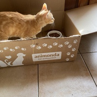 photo de livraison pour CATS