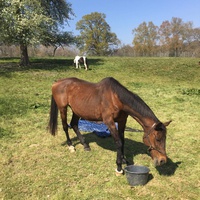 photo de livraison pour Espoir au Galop