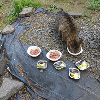 photo de livraison pour Chez Minou