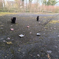 photo de livraison pour Association Chats Errants Val de Nièvre