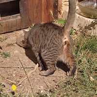 photo de livraison pour Les Chats de la Rue