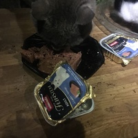 photo de livraison pour Félin Pour L’Hôte