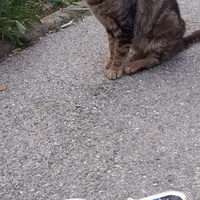 photo de livraison pour Venelles chats