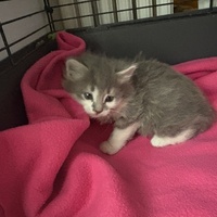 photo de livraison pour Chat Gratouille