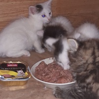 photo de livraison pour Pour l'Amour des Chats