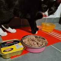 photo de livraison pour Les chats de l'Indifférence