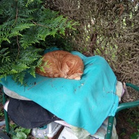 photo de livraison pour Chats Oubliés