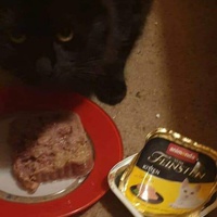 photo de livraison pour Les Chats-Pitresdelavi-Ste