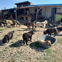 photo de livraison pour Happy Shelter Skopje