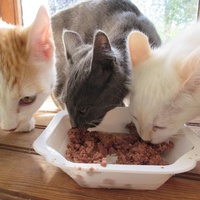 photo de livraison pour Jardin des Chats