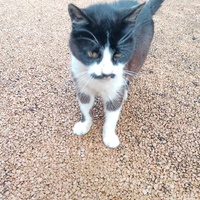 photo de livraison pour Chat de Gout'hier sans Toit