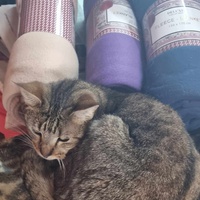 photo de livraison pour Amis de Myrtille