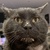 photo animal
