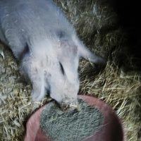 photo de livraison pour Chats Libres de Béziers