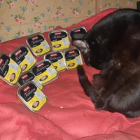 photo de livraison pour Les Chats de la Tour