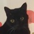 photo animal